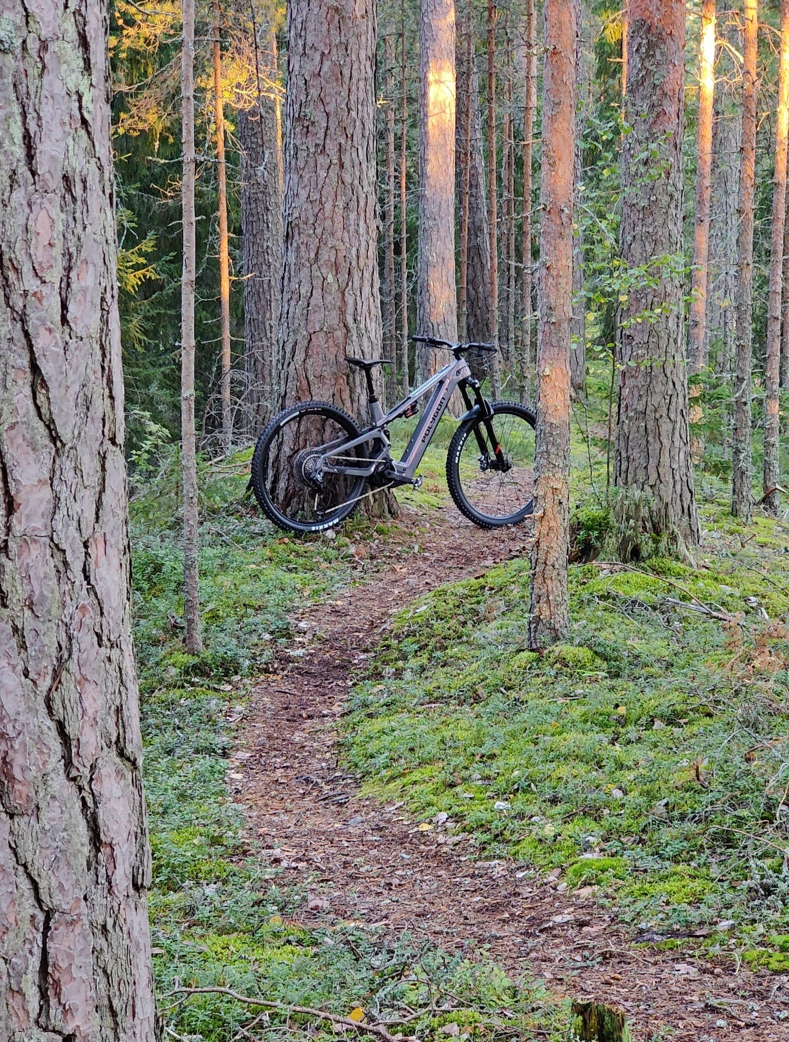 Colossus TE8 sähköpolkupyörän tunnelmakuva metsässä nojaamassa puunrunkoon.